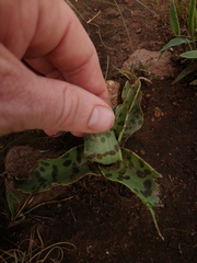Ledebouria luteola