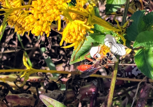Jamaican Digger Wasp photo 4
