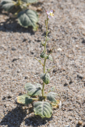 Chylismia heterochroma (Chylismia heterochroma)