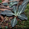Downy Rattlesnake Plantain - Photo (c) Nicholas Wei, some rights reserved (CC BY-SA), uploaded by Nicholas Wei