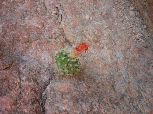 Parodia nivosa