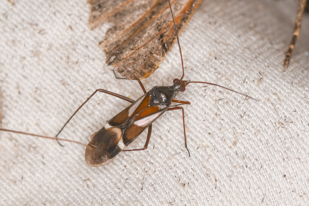 Plant Bugs from Nye County, NV, USA on June 24, 2023 at 0350 AM by