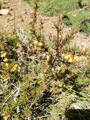 Berberis empetrifolia