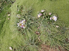 Calandrinia affinis