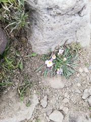 Calandrinia affinis