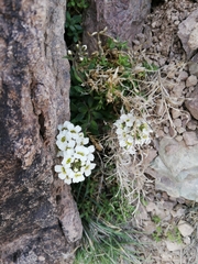 Draba gilliesii