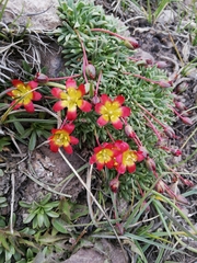 Calandrinia caespitosa