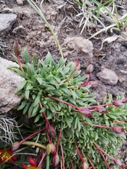 Calandrinia caespitosa