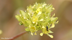 Ivesia campestris