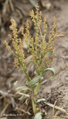 Rumex paucifolius
