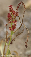 Rumex paucifolius