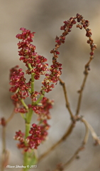 Rumex paucifolius