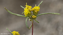 Orochaenactis thysanocarpha