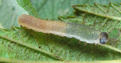 Allantus calceatus