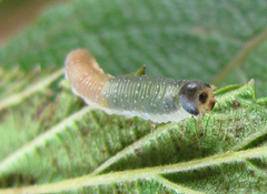 Allantus calceatus