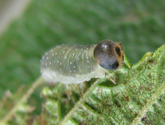 Allantus calceatus