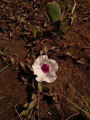 Ipomoea bathycolpos