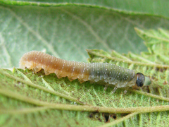 Allantus calceatus