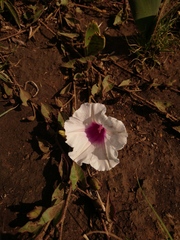 Ipomoea bathycolpos