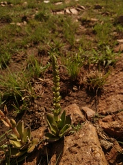 Crassula capitella nodulosa