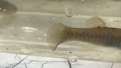Fundulus heteroclitus