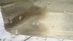 Fundulus heteroclitus