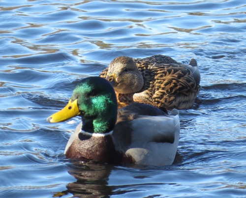Mallard photographed in New Jersey