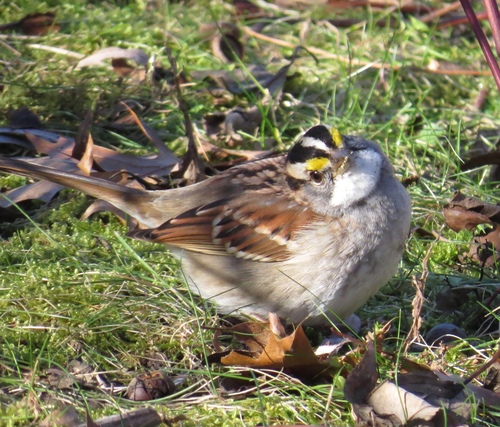White-throated Sparrow photographed in Oklahoma