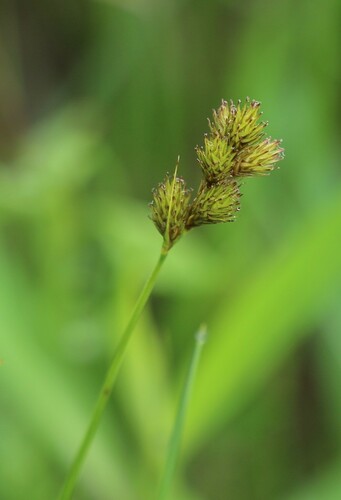 Carex tessellata
