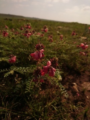 Indigofera oxytropis