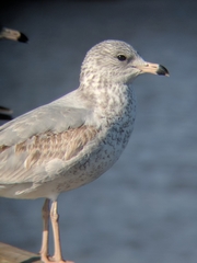 Larus delawarensis