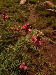 Indigofera oxytropis