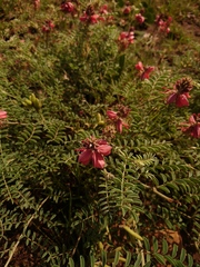 Indigofera oxytropis