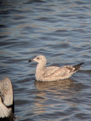 Larus argentatus