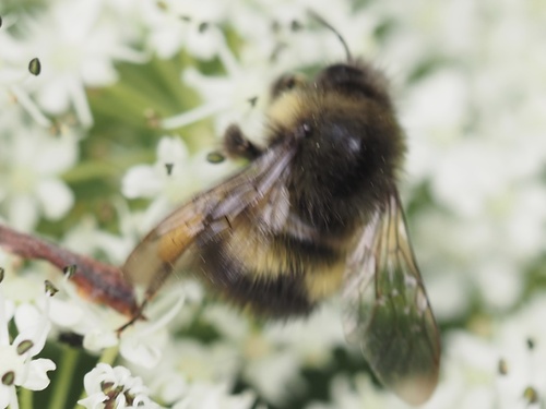 Sitka Bumble Bee photo 4