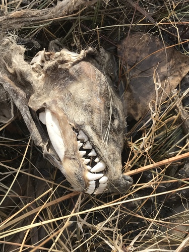 Common Raccoon photographed in Oklahoma