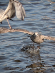 Larus argentatus