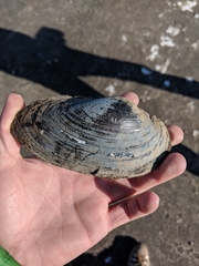 Utterbackiana implicata