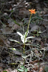 Palicourea officinalis