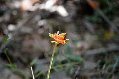 Palicourea officinalis