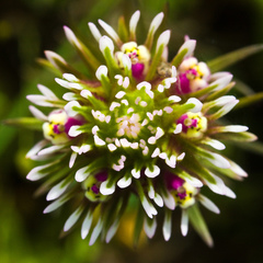 Castilleja densiflora