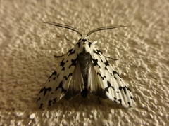 Eucereon tigrata