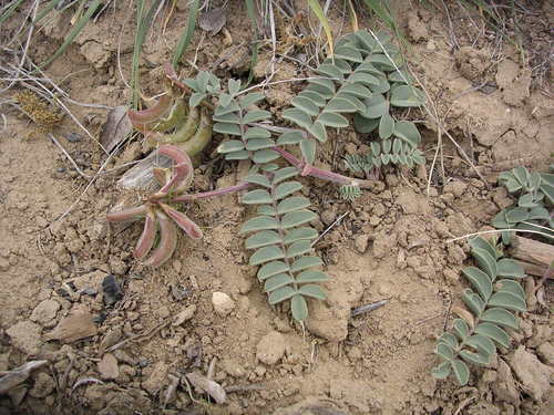 Kaiparowits Milkvetch (Astragalus malacoides)