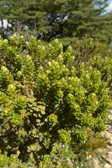 Olearia nummulariifolia