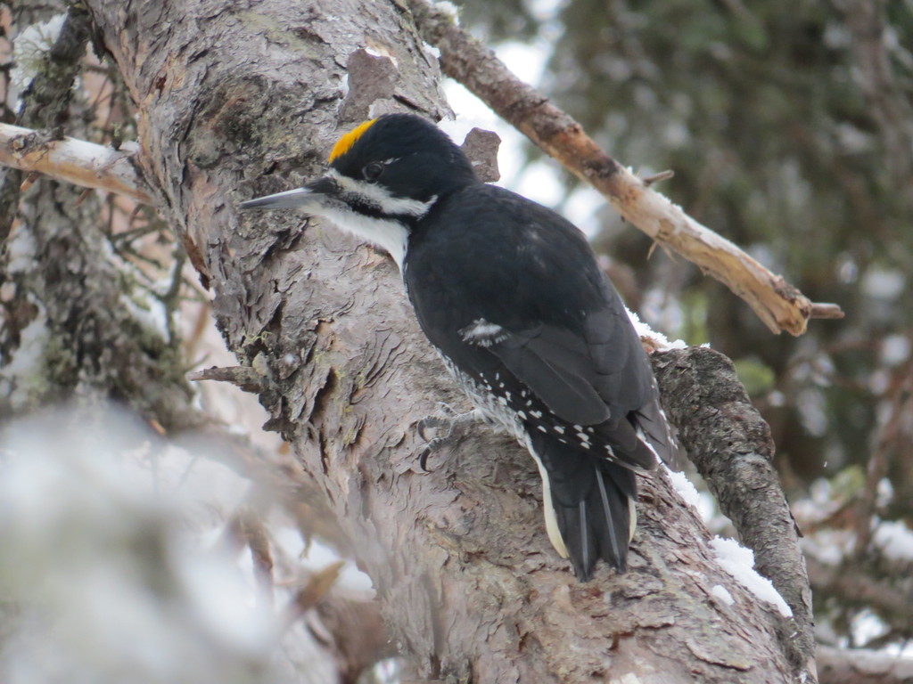 Black-backed Woodpecker