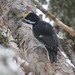 Black-backed Woodpecker - Photo (c) Norma Malinowski, some rights reserved (CC BY-NC), uploaded by Norma Malinowski