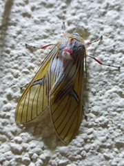 Idalus erythronota