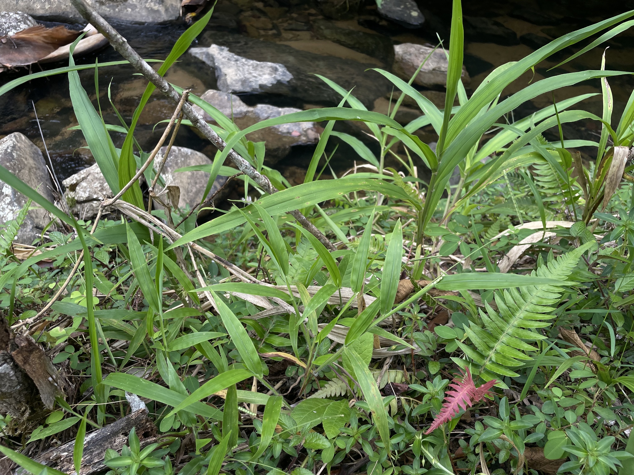 Paspalum decumbens