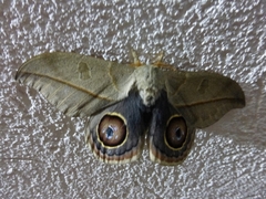Leucanella contempta