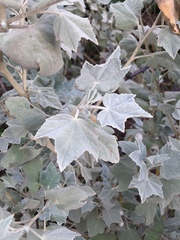 Malacothamnus fasciculatus nuttallii